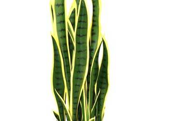 Sztuczna Sansewieria Laurenti w doniczce roślina 80 cm Wężownica kwiat