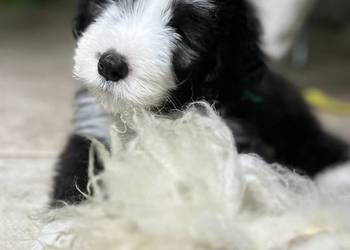 Bearded Collie FCI - szczenięta