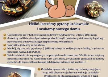 Pytony szukają nowego właściciela