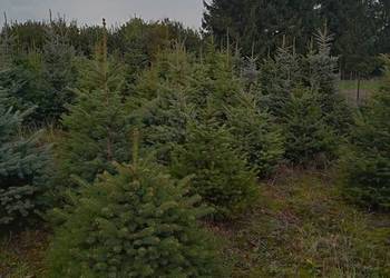 Świerk srebrny, jodła kalifornijska, choinka świąteczna