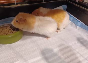 Świnki morskie rasy Teddy imiona Marianki 5,5 mies samczyki klatka 100cm ka