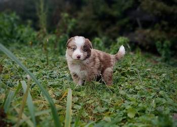 Border collie szczeniaki