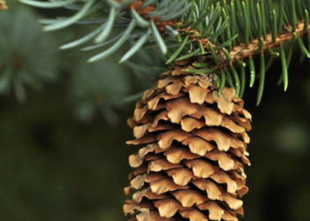 ŚWIERK KŁUJĄCY SREBRNY Picea pungens - NASIONA 2000 sztuk - 10g.