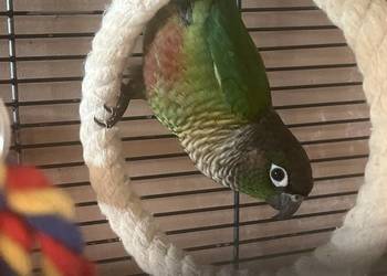 Rudosterka zielonolica