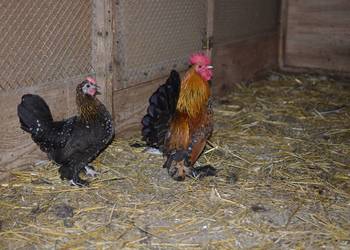 Kury ozdobne karzełki łapciate