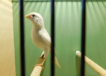 Kanarek Miniatura Irlandzka