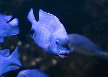 Cyrtocara moorii - Pyszczak DELFINEK - Delfin - WYSYŁAMY