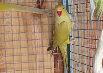 Aleksandretty Aleksandretta