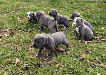 American Pitbull Terrier