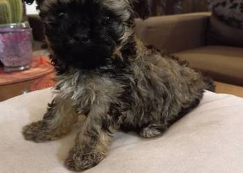 Sprzedam Sunię rasy Rosyjska Bolonka Kolorowa -Janette