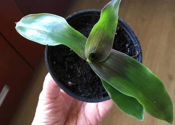 Złoty wąs callisia fragrans