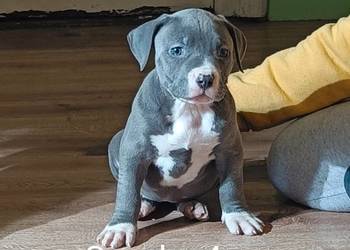 Szczeniaki american Bully xl błękitne
