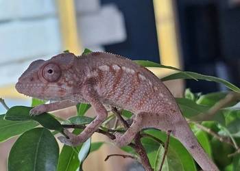 Kameleon lamparci samiczka