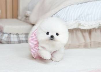 Pomeranian szpic miniaturowy