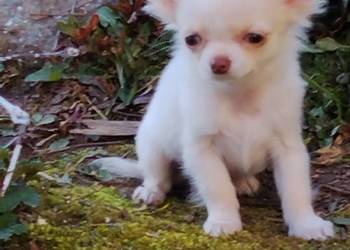 Śliczna malunia sunia chihuahua