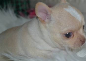 CHIHUAHUA ŚLICZNY PIESEK