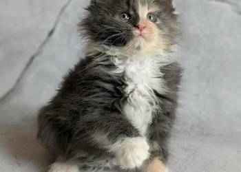 Kocieta Maine Coon
