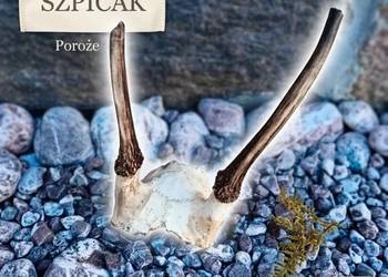 poroże koźlęcia (młodego jelenia) szpicak