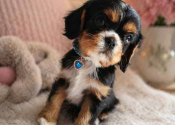 Przepiękny piesek Cavalier King Charles Spaniel