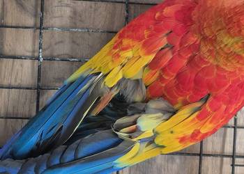 Ara macao 0.1 2003 rok