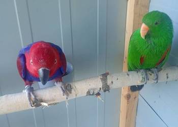 Lory oswojone