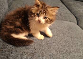 Pers Persy kot kotka