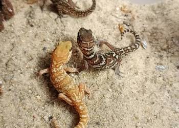Paroedura picta, gekon madagaskarski
