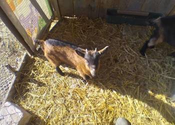 koziołek dwu miesięczny  rasowy alpejski