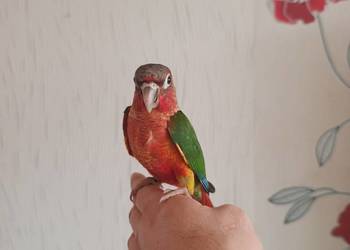Papugi rudosterki ręcznie karmione