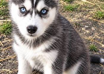 Husky szczenię szuka domu