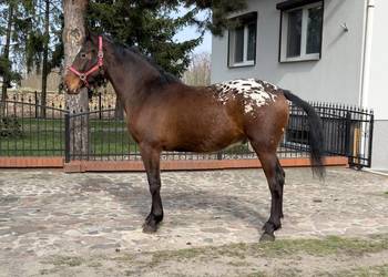 tarant wałach 2 lata