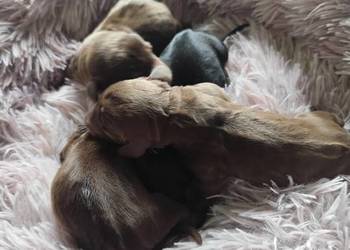 Jamnik krótkowłosy standardowy czekoladowy/czarny