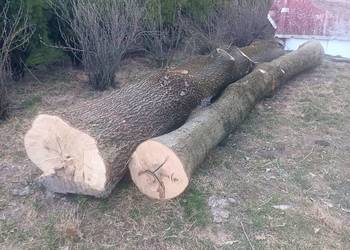 Kłody jesionowe, jesion tartaczny, jesiony