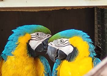 Ara ararauna 2025 r.