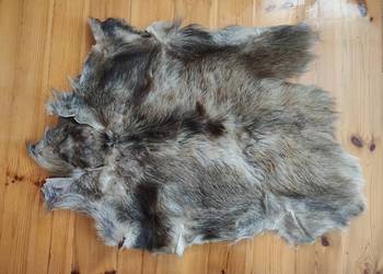 Skóra z dużego dzika trofeum