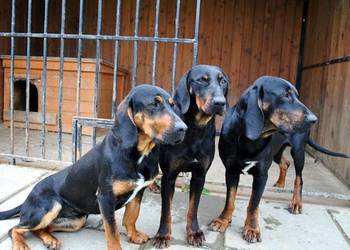 Gończe Polskie reproduktory polujące, oszczekiwacze, zapraszają na randkę