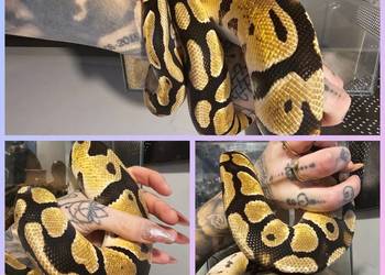 Pyton królewski samica pastel gravel