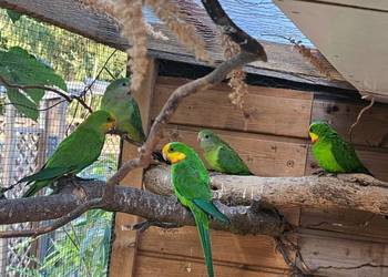 Sprzedam księżniczki tarczowe ( barabanda )