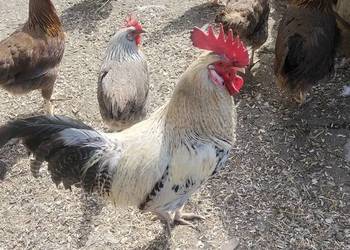 Koguty włoszki, legbary 25r.