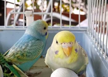 Sprzedam papugi faliste