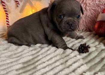 Buldog francuski do rezerwacji