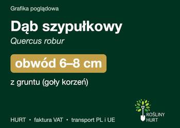 Dąb szypułkowy (Quercus robur) obwód 6-8 cm, z gruntu – HURT