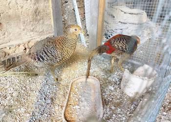 Bażanty złote para