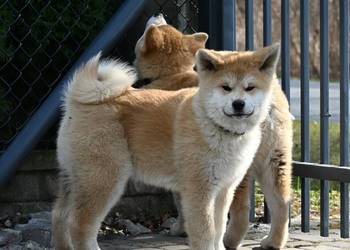 Akita japońska akita inu czerwony samiec ZKwP gotowy do odbioru