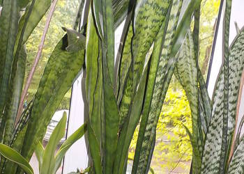 Zamiokulkas Sanseviera  wielkie kwiaty  do mieszkanie balkon taras  dom