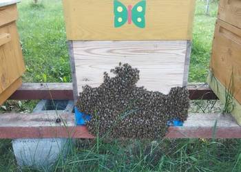 Rodziny pszczele przezimowane ramka wlkp. odbiór wiosna 2026 r.