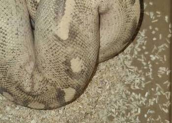 Pyton królewski samce