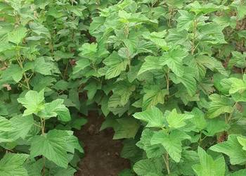 Porzeczka czarna czerwona sadzonka sztobry