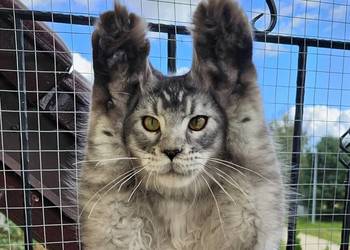 Srebrzysty tikowany Maine Coon