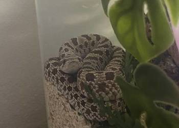 heterodon + pojemnik z wystrojem i termostatem + 20+ossesek